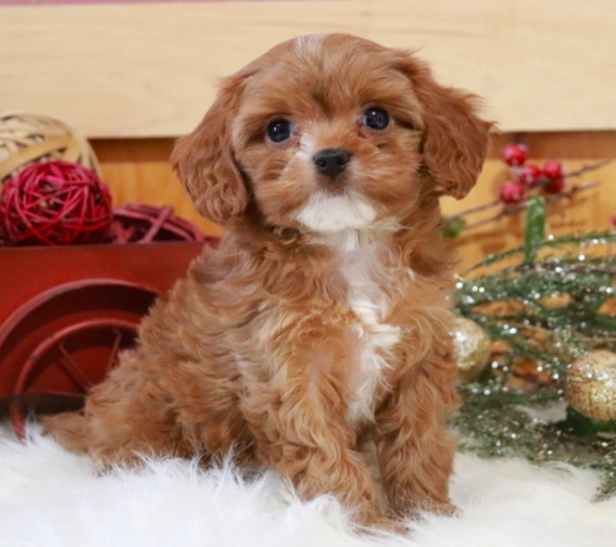 comprar cachorros sanos, baratos y asequibles para la venta